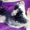 honden foto 