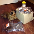 honden foto 