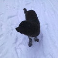 honden foto 