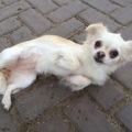 honden foto 