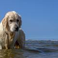 honden foto 