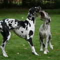 honden foto 