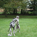 honden foto 