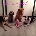 honden foto 