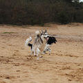 honden foto 