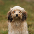 honden foto 