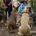 honden foto koekjes!