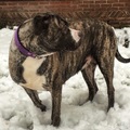 honden foto 