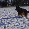 honden foto 