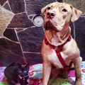 honden foto 
