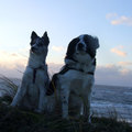 honden foto 25-12-2014 <3 