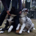 honden foto Charlie en broertje Indie, 30-12-2014