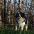 honden foto 02-01-2014