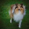honden foto 