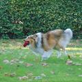 honden foto 