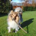 honden foto 