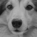 honden foto 