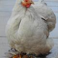 honden foto 