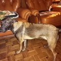 honden foto 