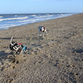 honden foto 