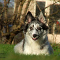 honden foto 11-01-2015