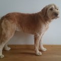 honden foto 