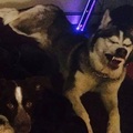 honden foto 