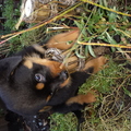 honden foto 