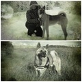 honden foto 