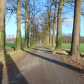 honden foto 