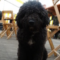 honden foto 