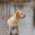 honden foto 