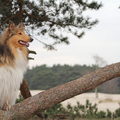 honden foto 