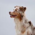 honden foto 