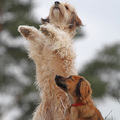 honden foto 