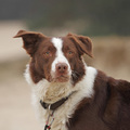 honden foto 