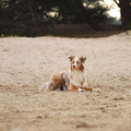 honden foto 