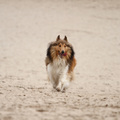 honden foto 