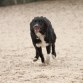 honden foto 