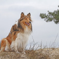 honden foto 