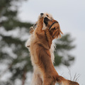 honden foto 