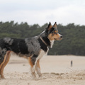 honden foto 