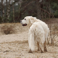 honden foto 