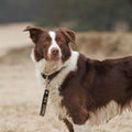 honden foto 