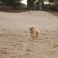 honden foto 