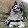 honden foto 15-02-2015