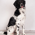 honden foto 