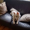 honden foto 