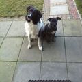 honden foto 