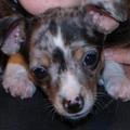 honden foto 